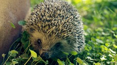 Animals hedgehogs