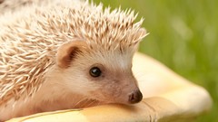 Animals hedgehogs