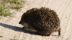 Animals hedgehogs