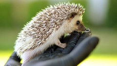 Animals hedgehogs