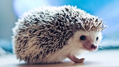 Animals hedgehogs