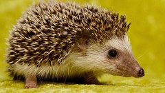 Animals hedgehogs baby animals