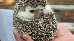 Animals hedgehogs Sonic