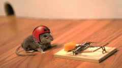 Animals helmets mice mouse trap