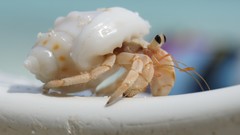 Animals hermit crabs