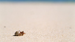 Animals hermit crabs animal