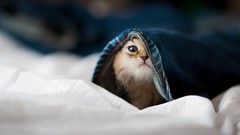 Animals hidden little cat