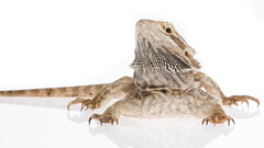 Animals high Resolution