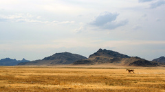 Animals hills Horses prarie