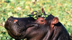 Animals hippopotamus