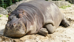 Animals hippopotamus