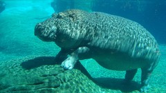 Animals hippopotamus