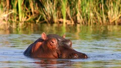 Animals hippopotamus
