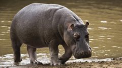 Animals hippopotamus animal