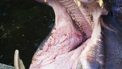 Animals hippopotamus animal