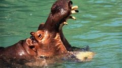 Animals hippopotamus animal