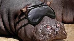 Animals hippopotamus blindfolds