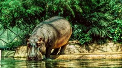 Animals hippopotamus lakes drinking