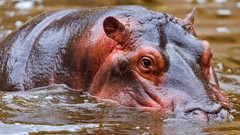 Animals hippopotamus rivers