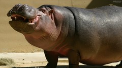 Animals hippopotamus safari savage African Wild Life