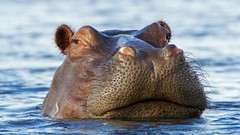 Animals hippopotamus savage African Wild Life