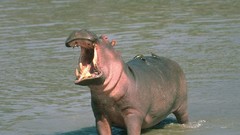 Animals hippopotamus wildlife baby animals