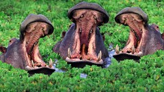 Animals hippopotamus yawns