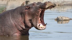 Animals hippopotamus yawns