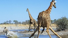 Animals hole Giraffes Namibia action zebras national park