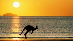 Animals home Australia silhouettes Beaches kangaroos
