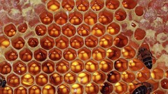 Animals honeycomb bees honey
