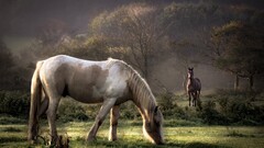 Animals horse nature Mammals outdoors Trees