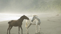 Animals Horses