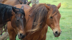 Animals Horses