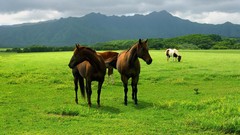 Animals Horses