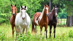 Animals Horses