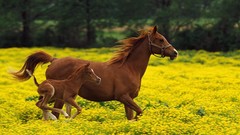 Animals Horses