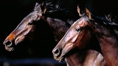 Animals Horses
