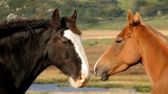 Animals Horses