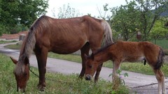 Animals Horses
