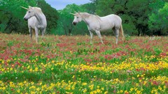 Animals Horses