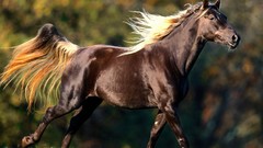 Animals Horses