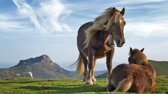 Animals Horses