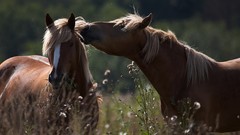 Animals Horses