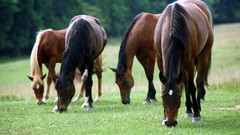 Animals Horses
