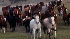 Animals Horses