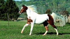 Animals Horses