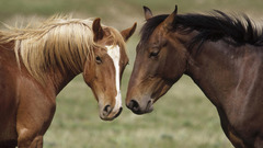 Animals Horses