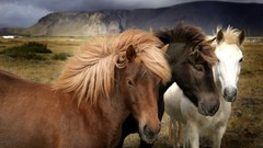 Animals Horses