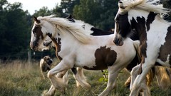 Animals Horses